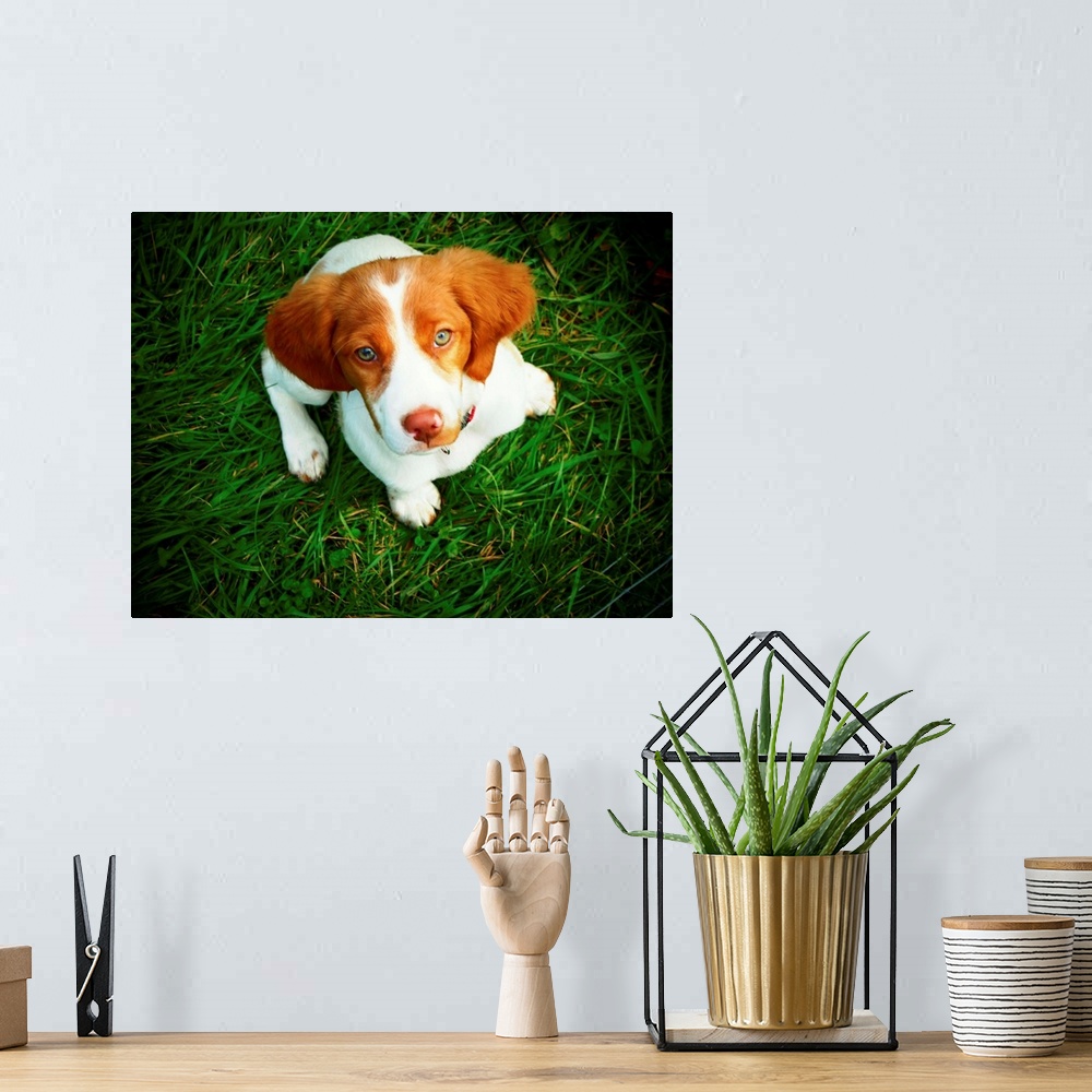 A bohemian room featuring Brittany Spaniel puppy in green grass.