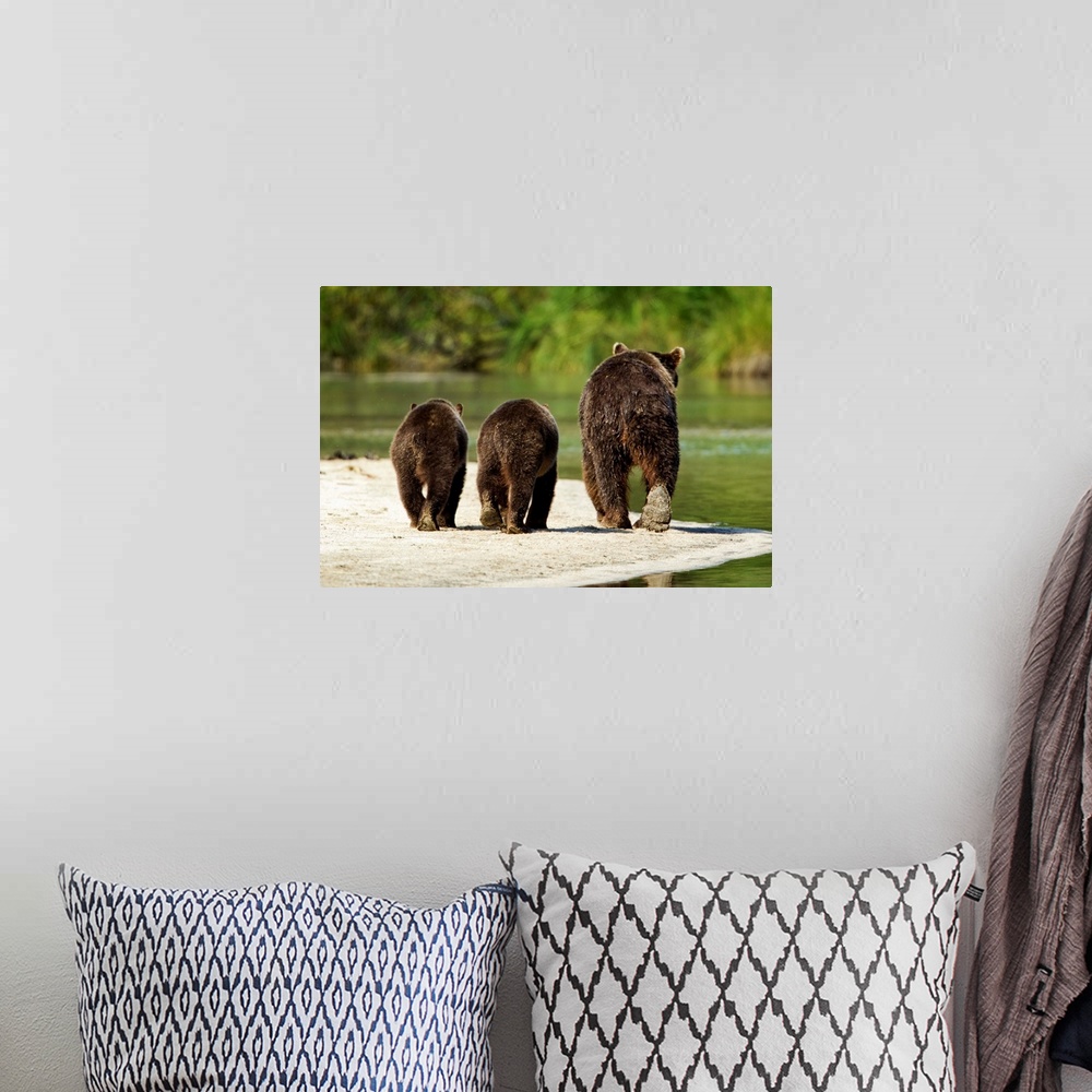 A bohemian room featuring USA, Alaska, Katmai National Park, Grizzly Bear Sow (Ursus arctos) walks with cubs along spawning...