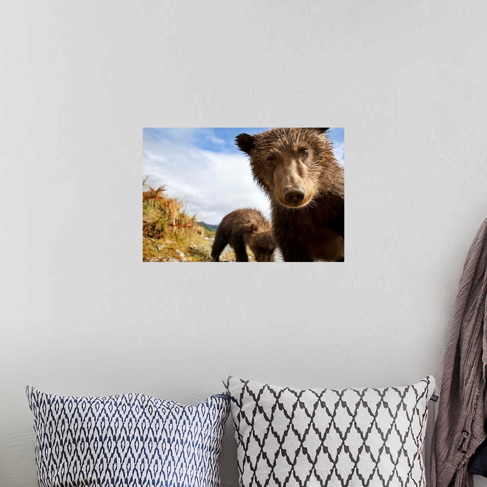 A bohemian room featuring USA, Alaska, Katmai National Park, Remote camera view of two Coastal Brown Bear Cubs (Ursus arcto...