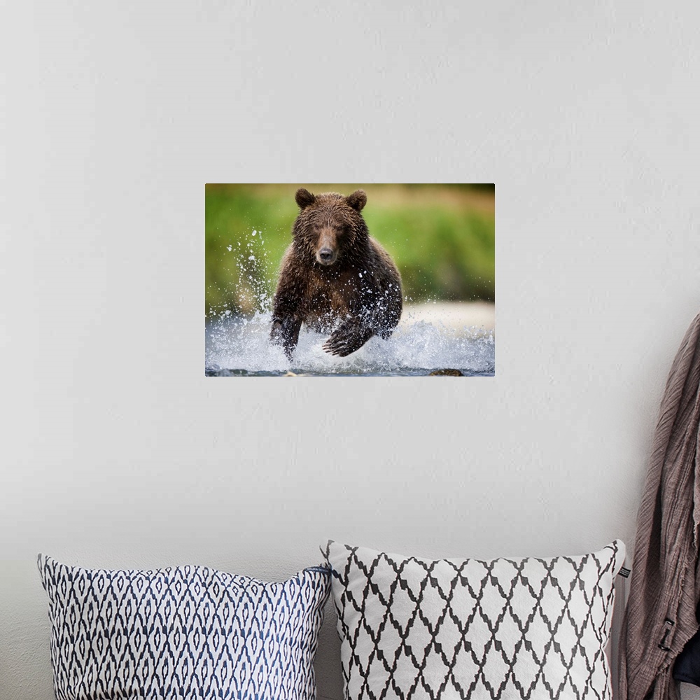 A bohemian room featuring Brown Bear Fishing For Spawning Salmon At Geographic Harbor