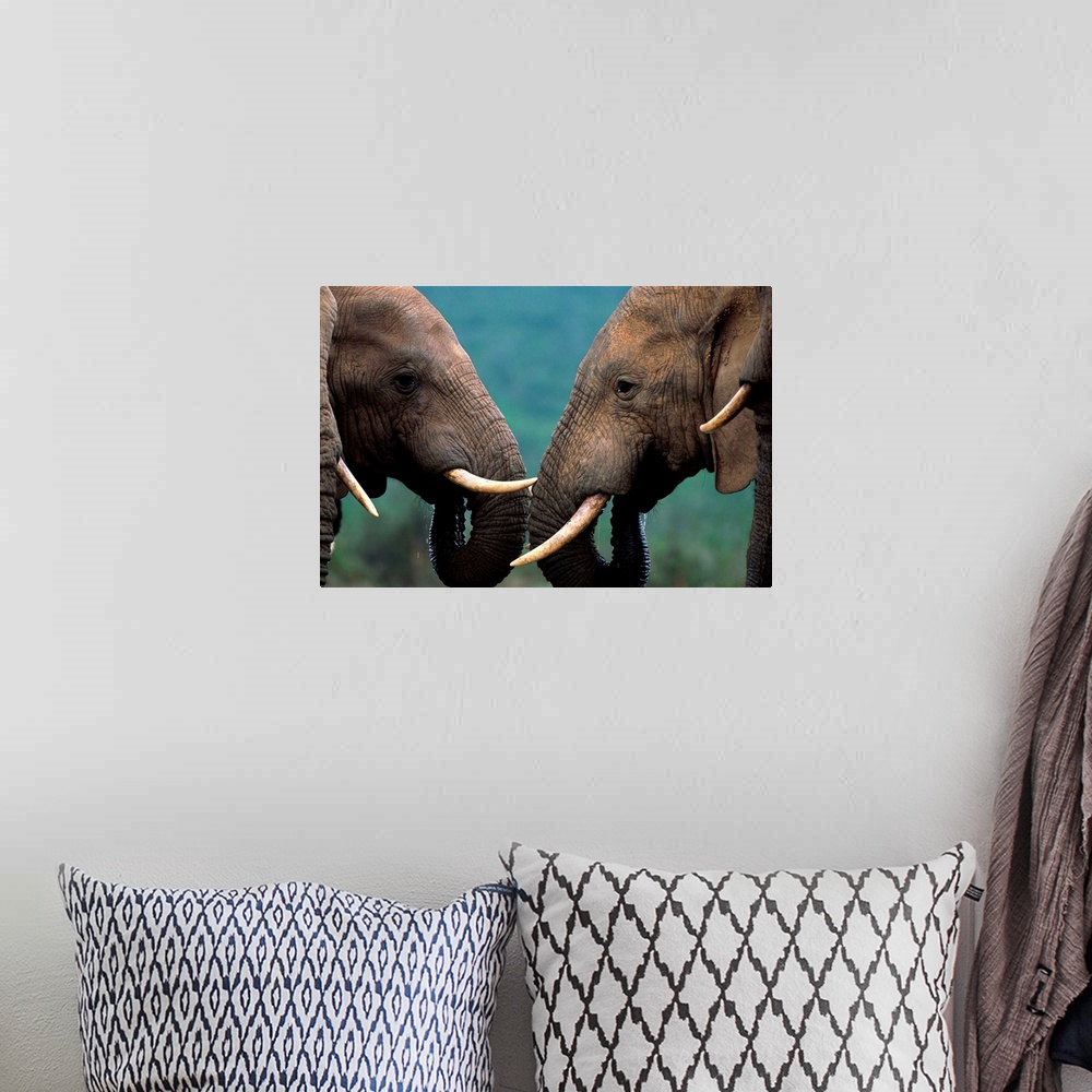 A bohemian room featuring Bull Elephants At Water Hole