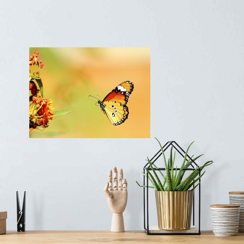 A bohemian room featuring Butterfly.