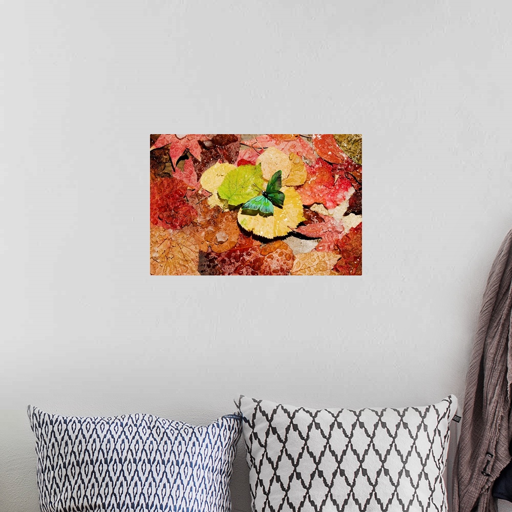 A bohemian room featuring Butterfly on wet autumn leafs