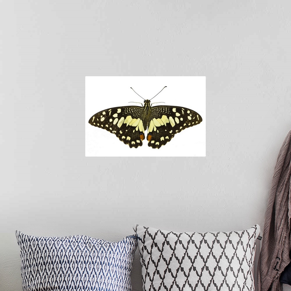 A bohemian room featuring Butterfly with white background.