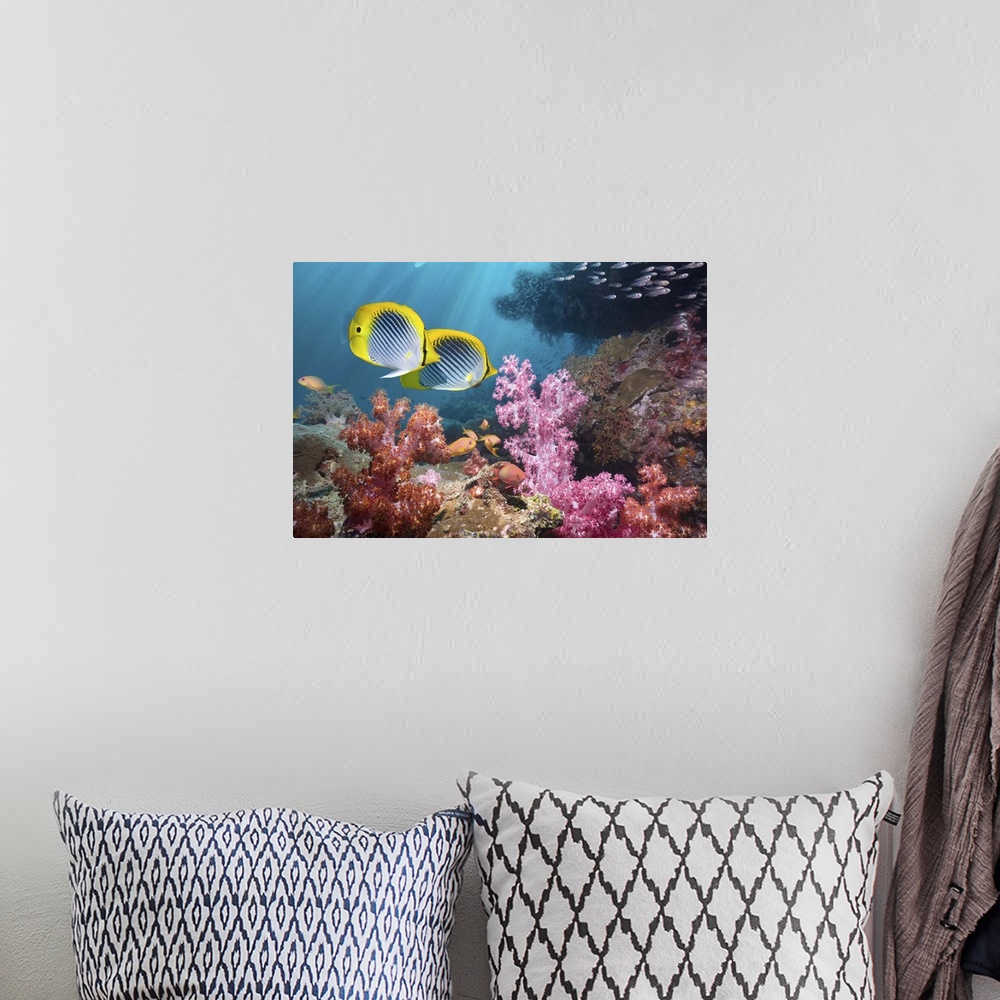 A bohemian room featuring Coral reef scenery with Spot-tail butterflyfish (Chaetodon ocellicaudus) swimming over soft coral...