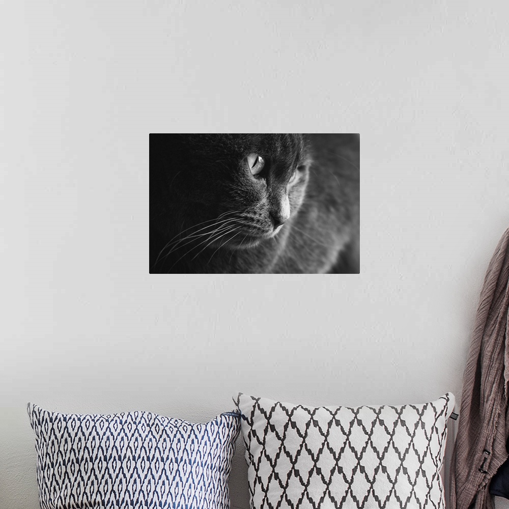 A bohemian room featuring Black and white picture of an adult female grey cat