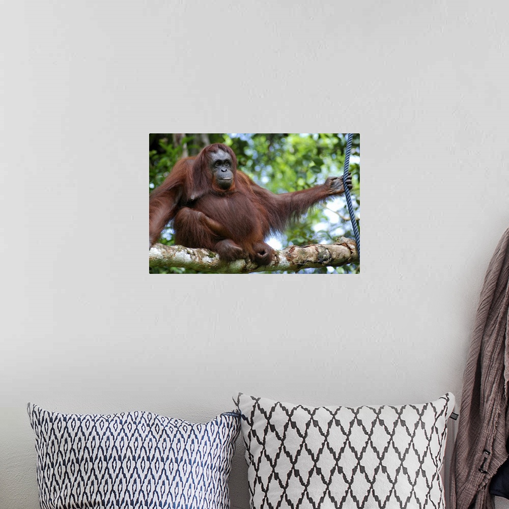 A bohemian room featuring Cheeky orangutan sitting on branch in Borneo.
