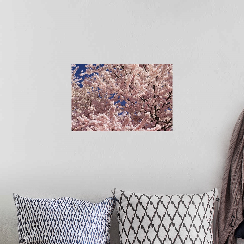 A bohemian room featuring Cherry blossoms