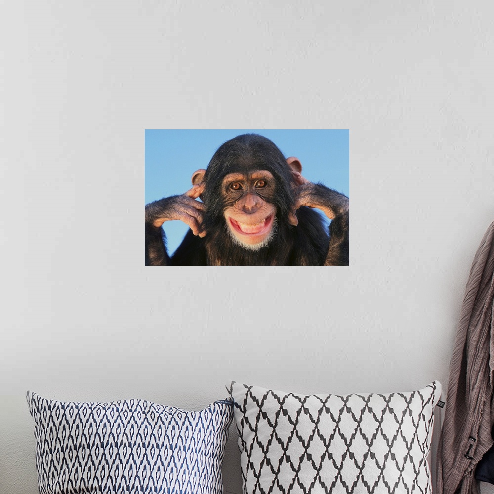 A bohemian room featuring Chimpanzee