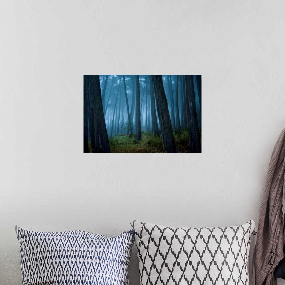 A bohemian room featuring Fog surrounding Cypress trees in forest