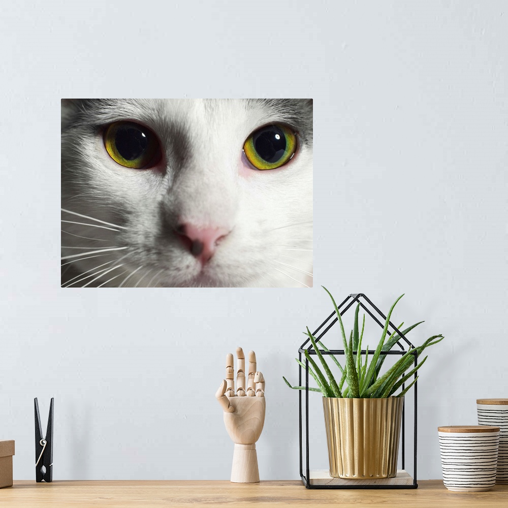 A bohemian room featuring Close-up of a cat's face