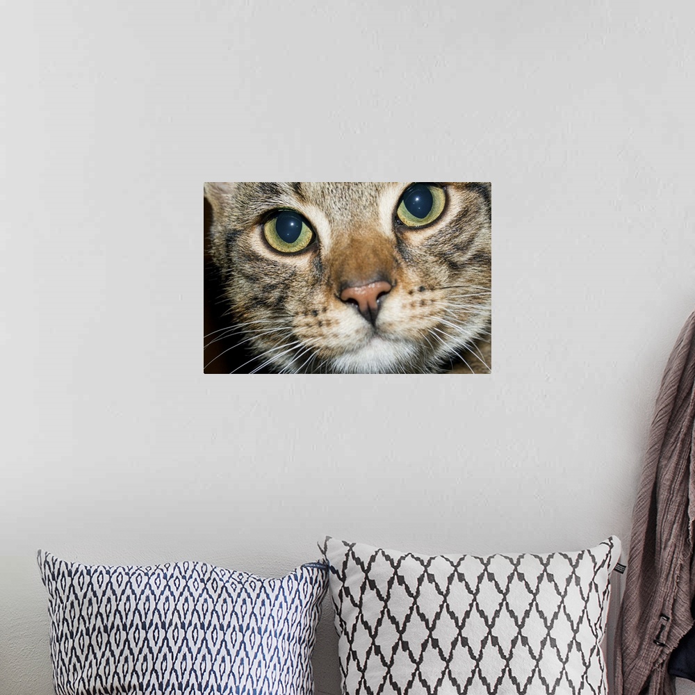 A bohemian room featuring Closely cropped image of the enquiring face of a tabby cat, with wide open, clear eyes, pink nose...