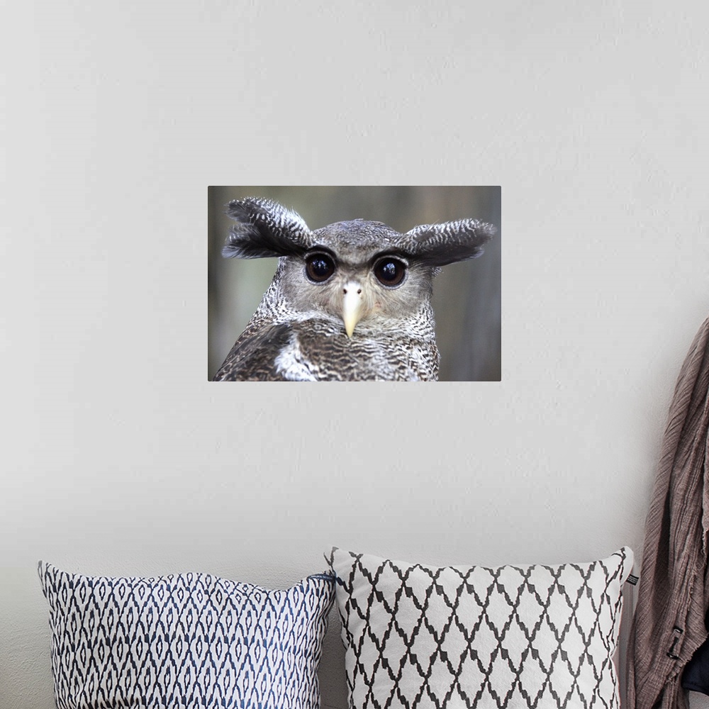 A bohemian room featuring Close-up of an Eagle owl
