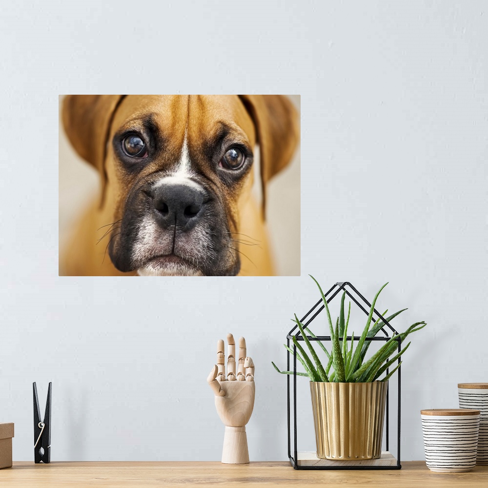 A bohemian room featuring Close up of boxer puppy.