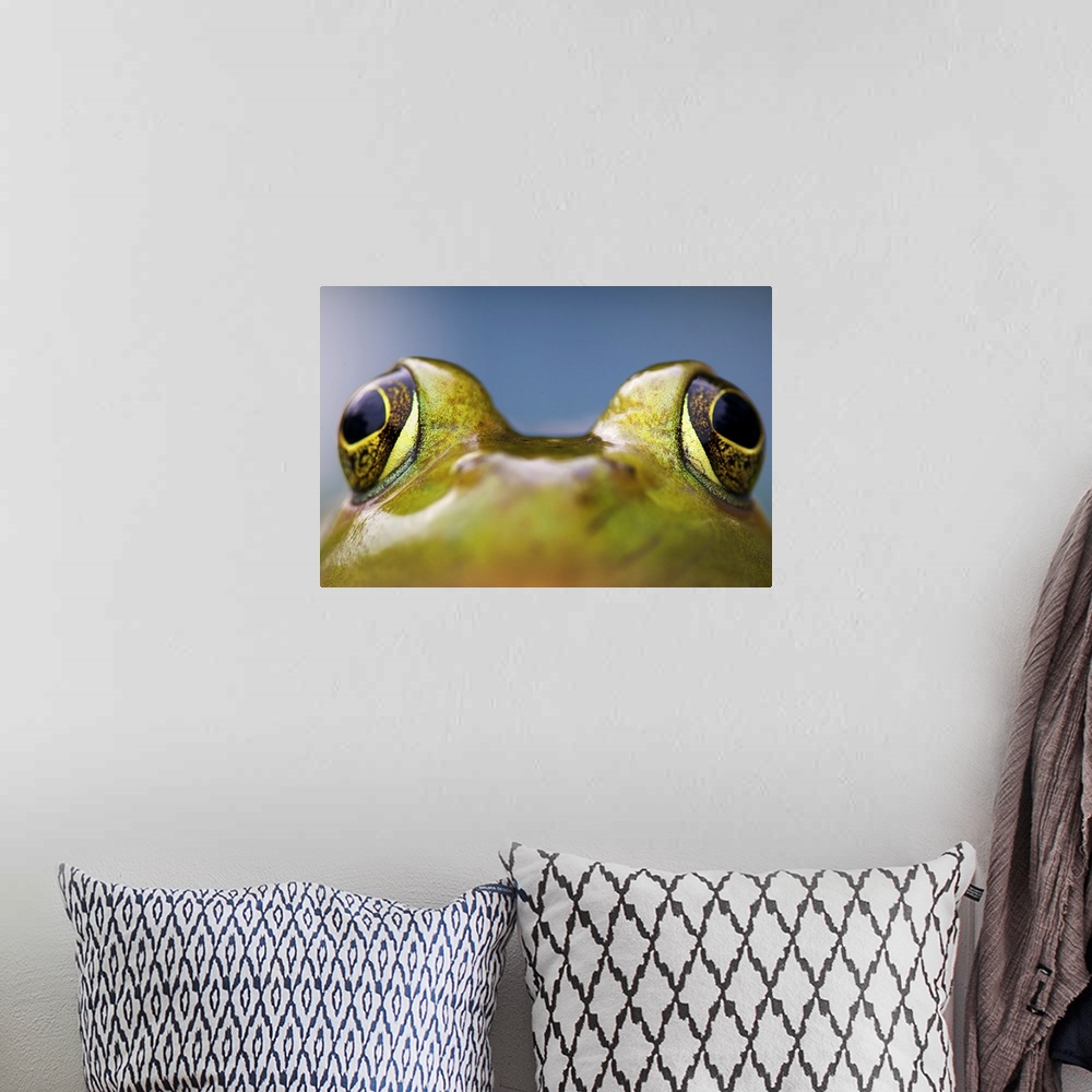 A bohemian room featuring Close up of bulging eyes of American Bullfrog.