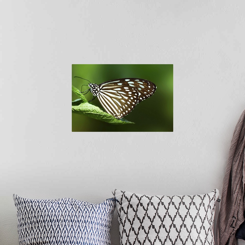 A bohemian room featuring Close up of butterfly perched on leaf with green background.