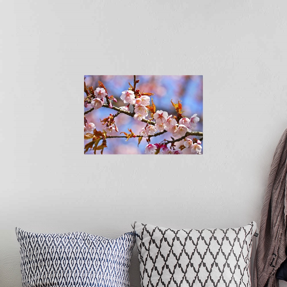 A bohemian room featuring Close up of cherry blossom, with bokeh background.