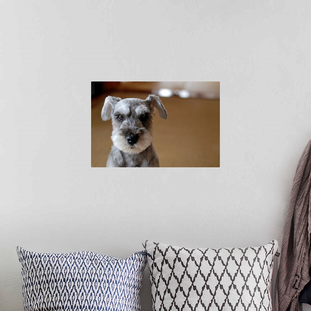 A bohemian room featuring Close up of cute dog.