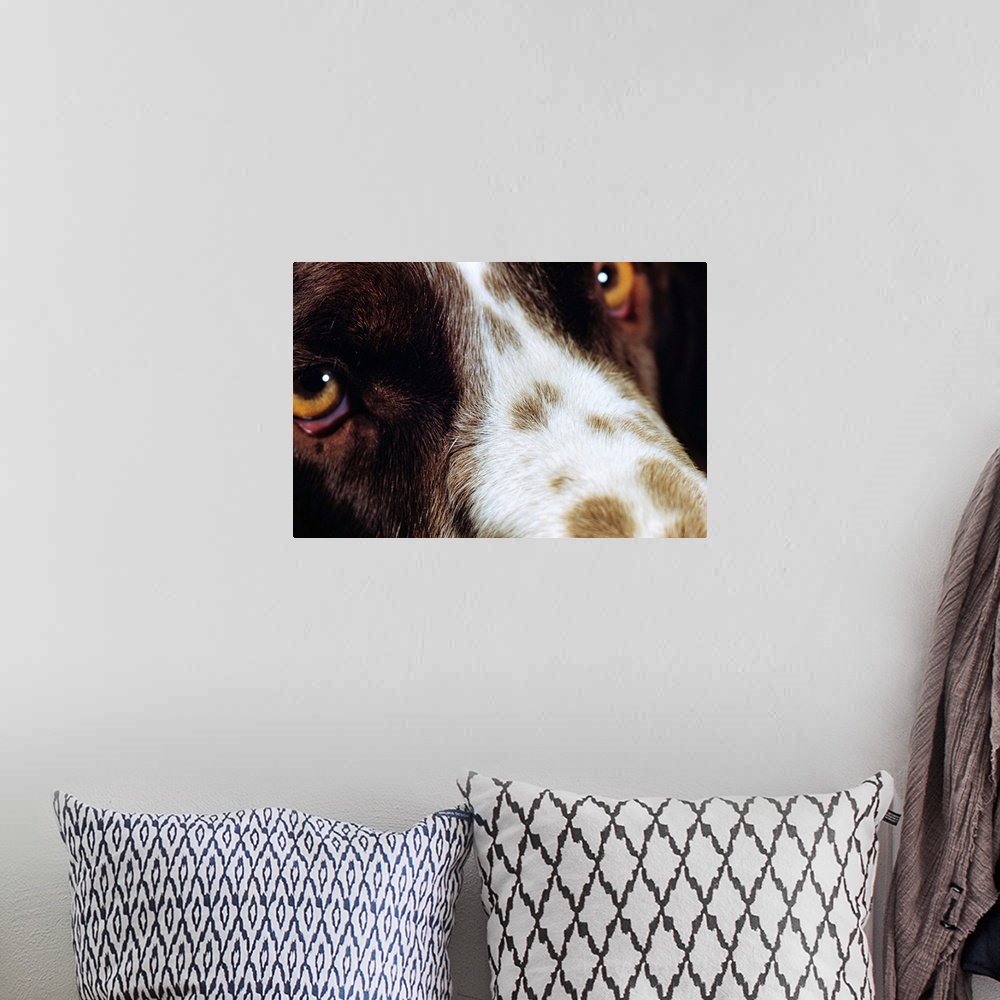 A bohemian room featuring Close-Up Of Dog