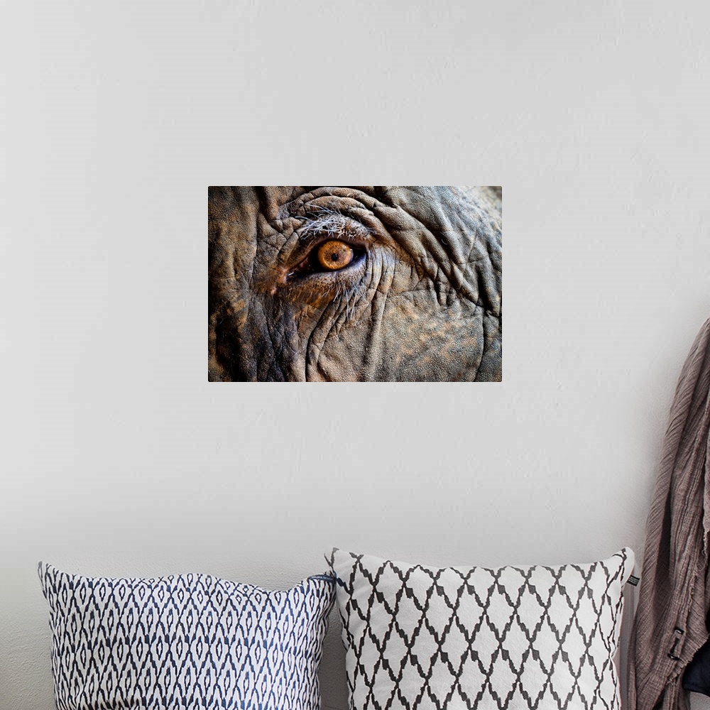 A bohemian room featuring Close up of Elephant eye.