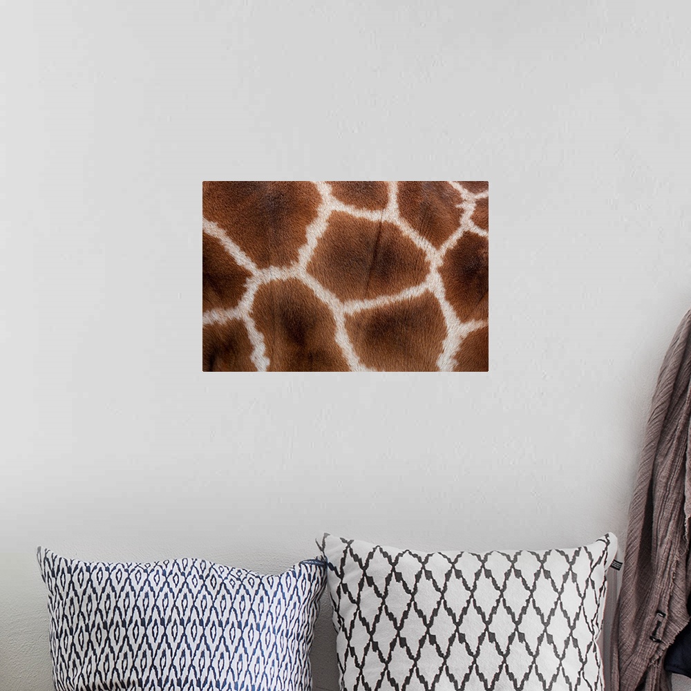A bohemian room featuring Close up of Giraffes Skin