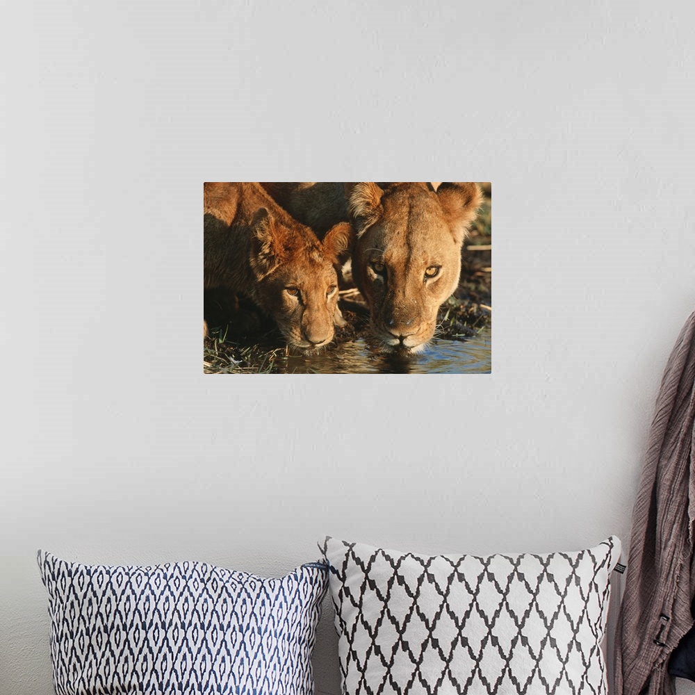 A bohemian room featuring Close up of Lioness (Panthera leo) and cub drinking. Moremi Wildlife Reserve, Botswana.