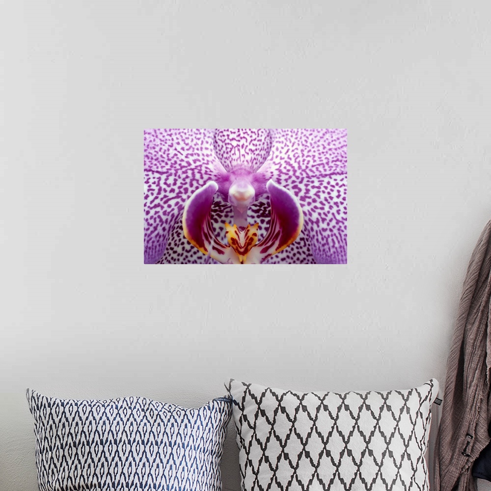 A bohemian room featuring Close up of orchid flower