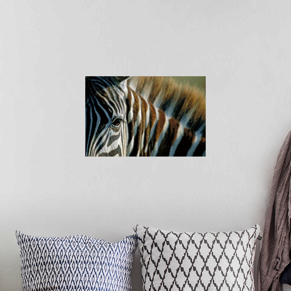 A bohemian room featuring Close-Up Of Plains Zebra