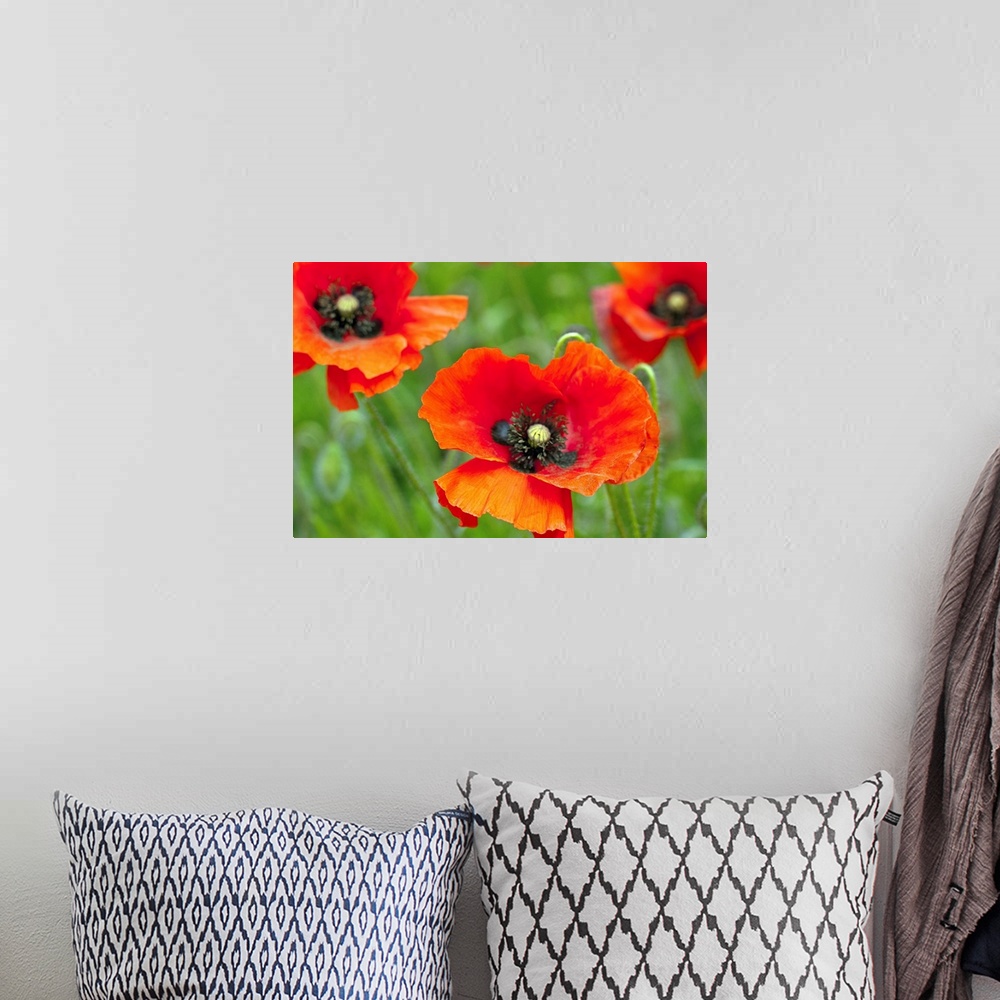 A bohemian room featuring Close up of red poppies growing wild in field in Hertfordshire UK.