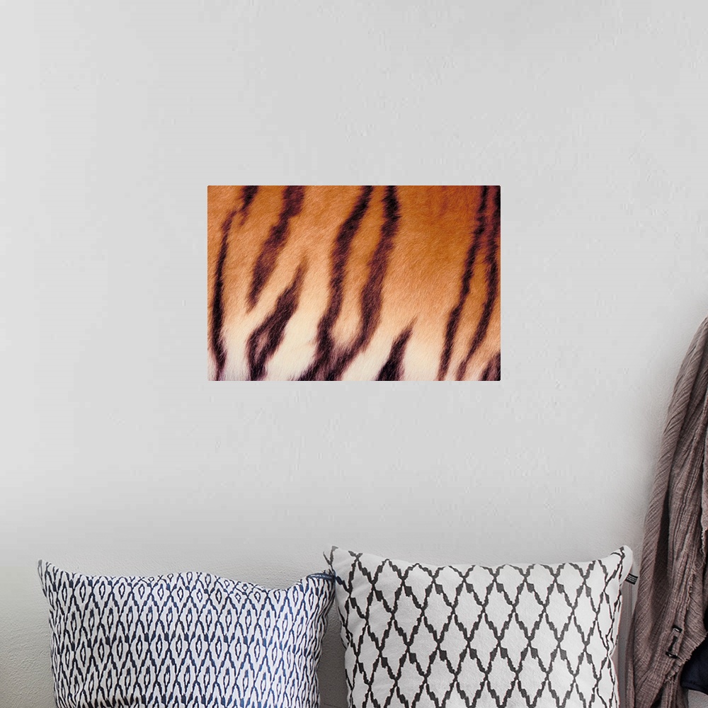 A bohemian room featuring Close-up of tiger stripes