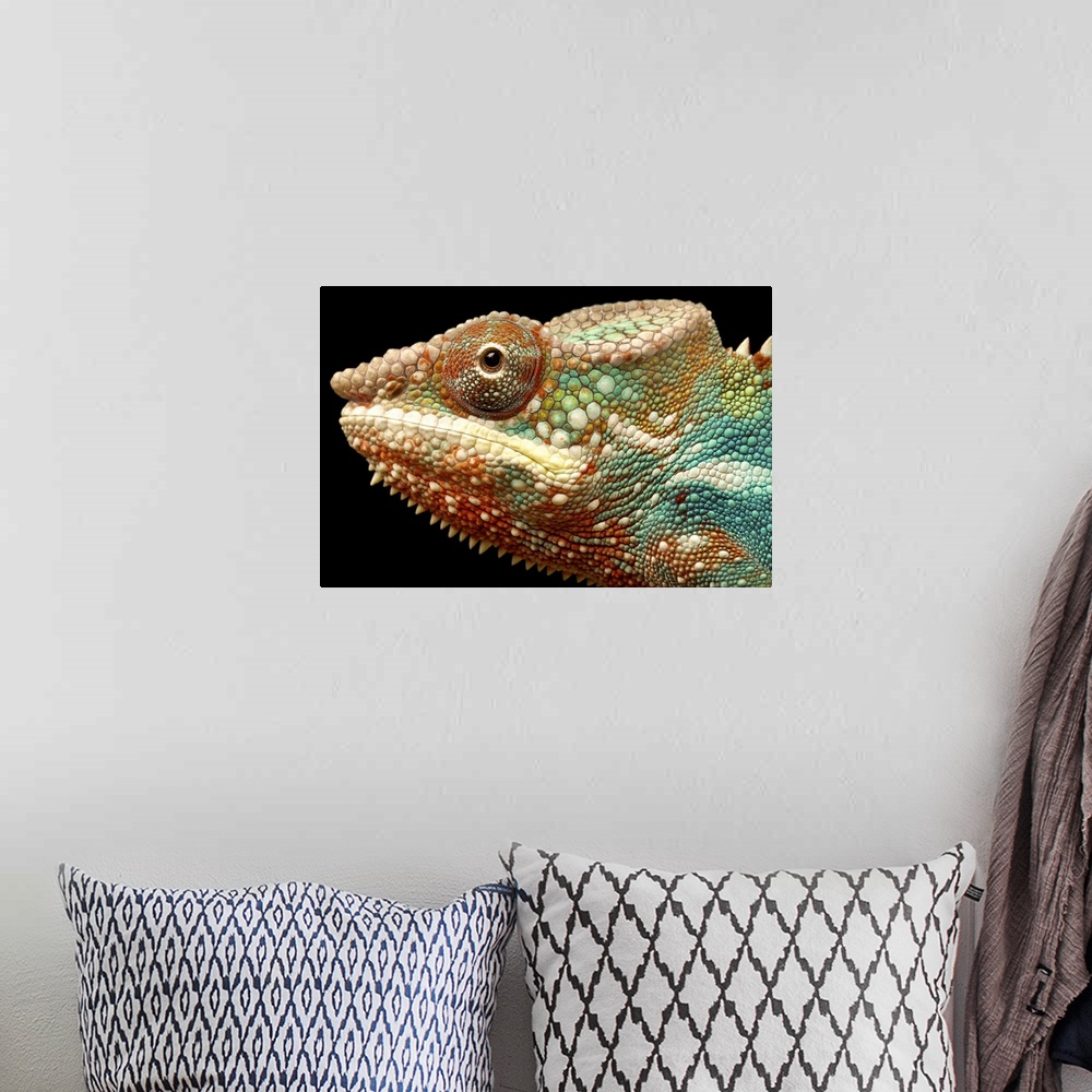 A bohemian room featuring Closeup head shot of panther chameleon against black background.