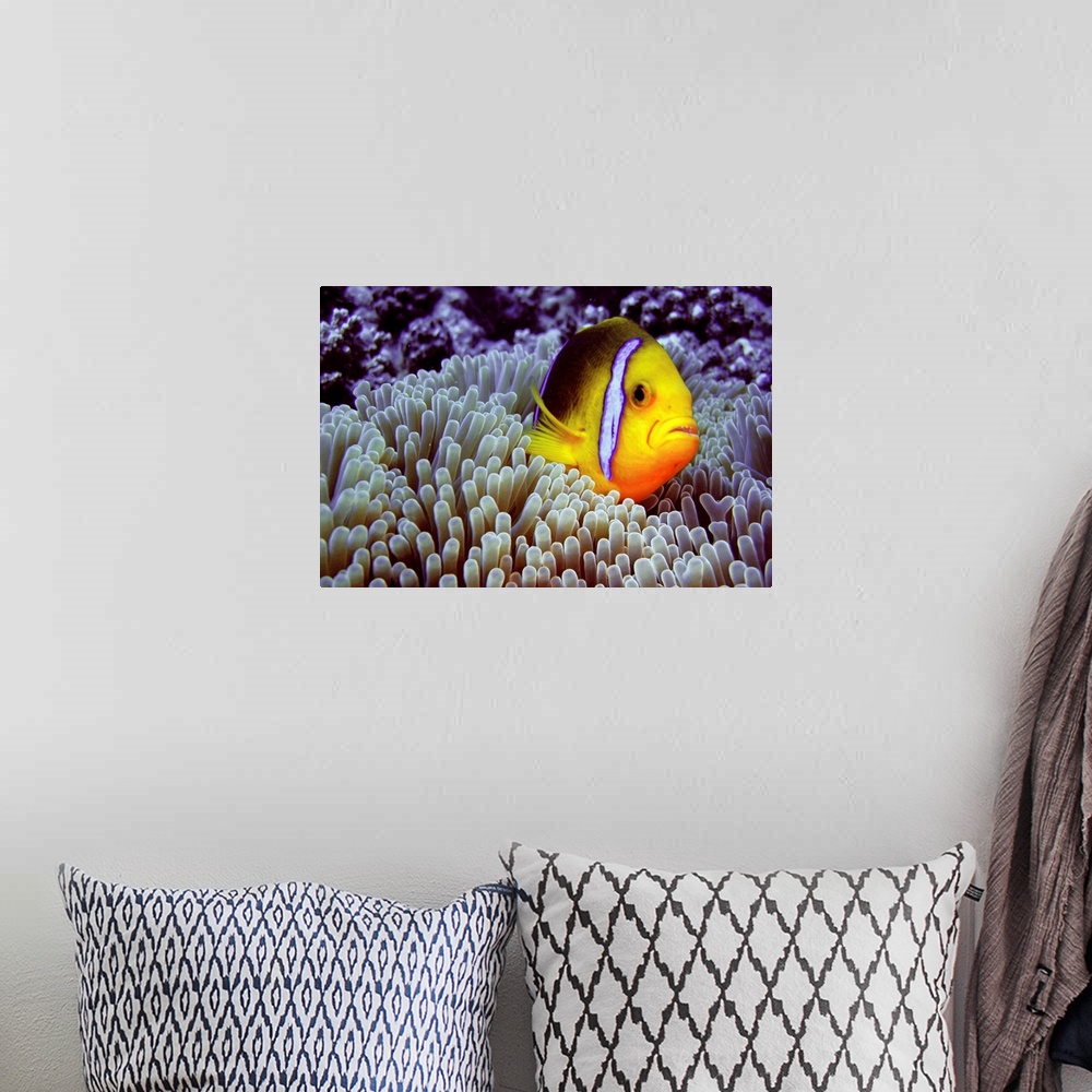 A bohemian room featuring Clown fish in sea anemone.