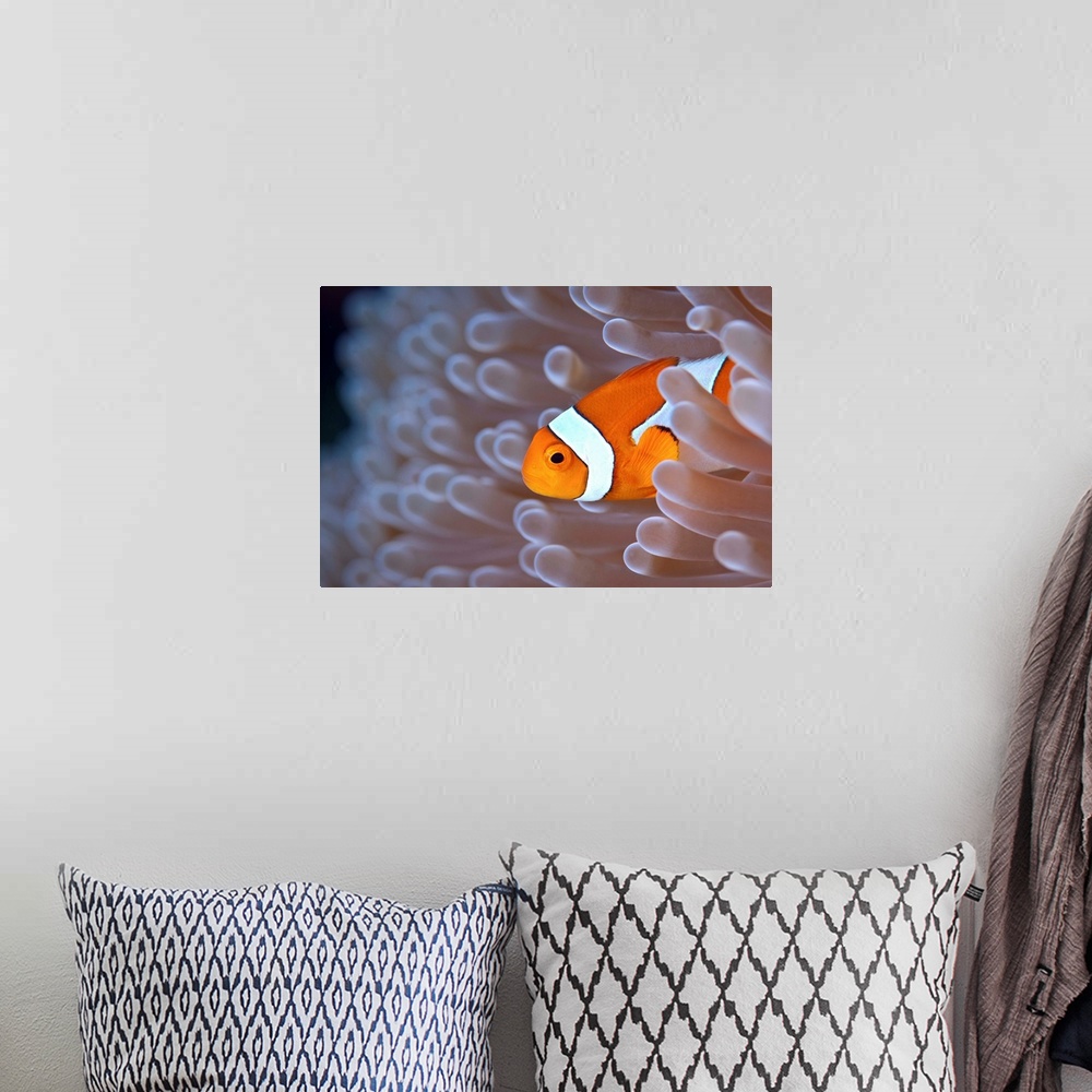 A bohemian room featuring Clownfish in white anemone.