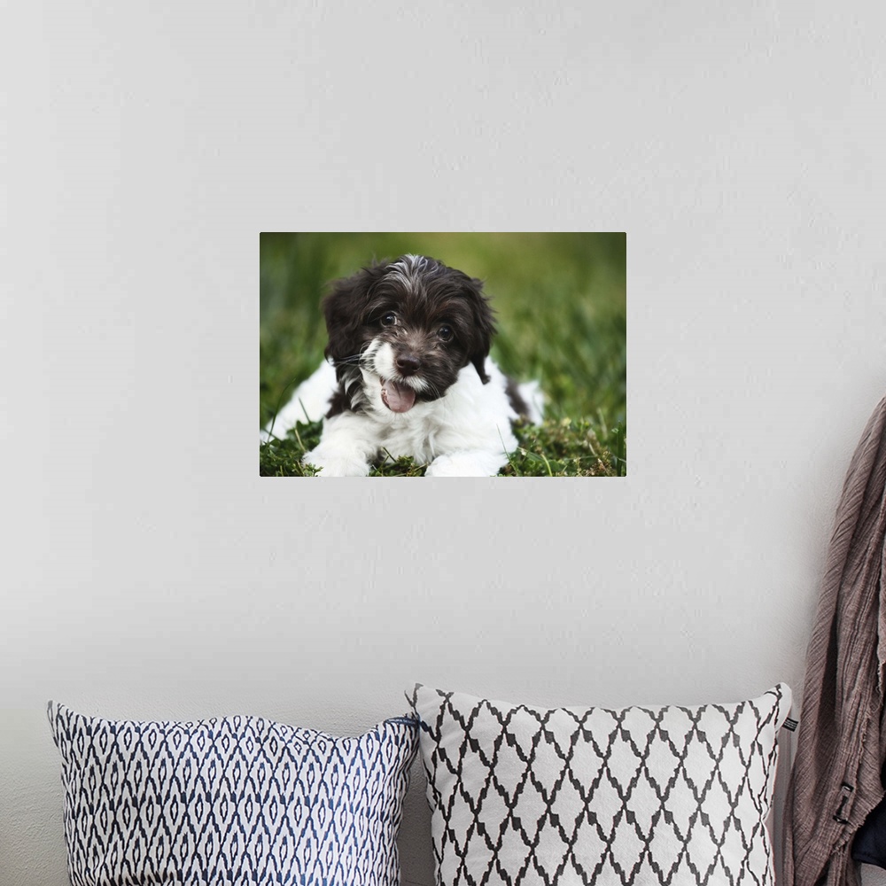 A bohemian room featuring A happy 'Cockapoo' puppy laying on green grass outdoors.