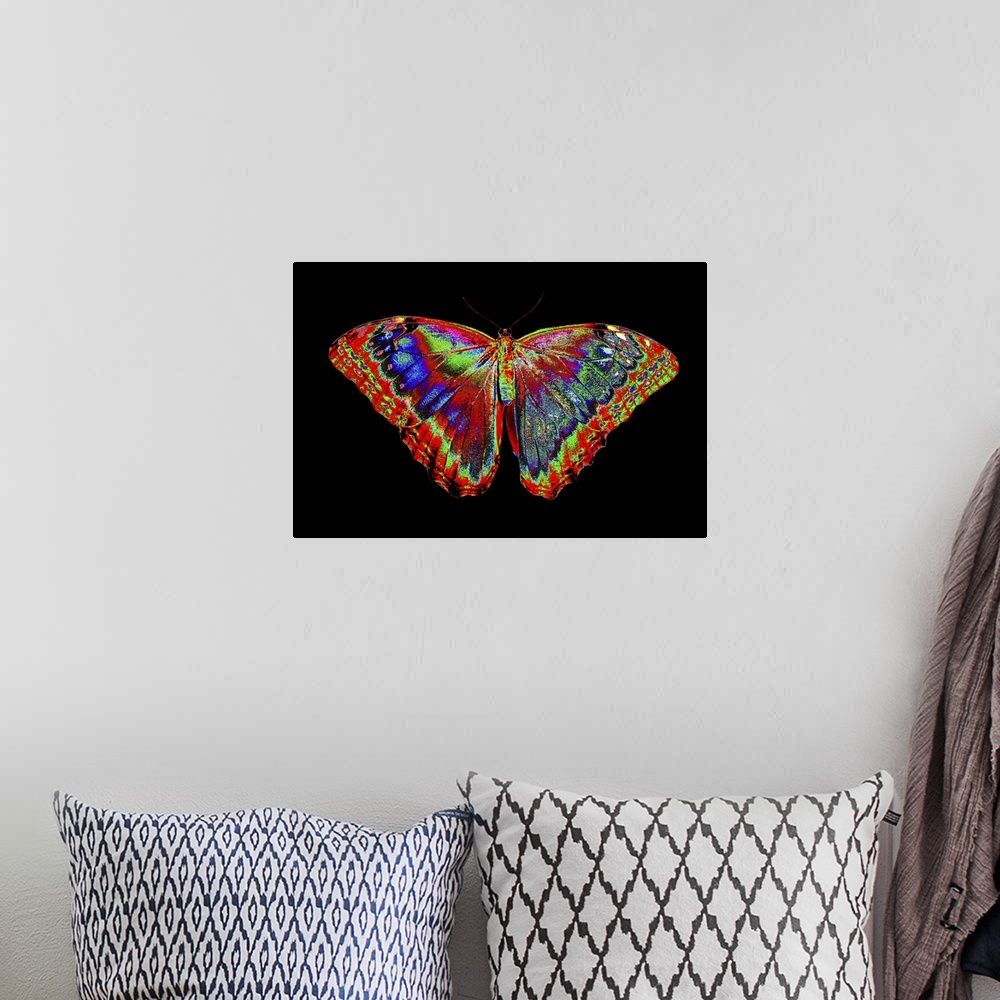 A bohemian room featuring Colorful Butterfly design against black backdrop