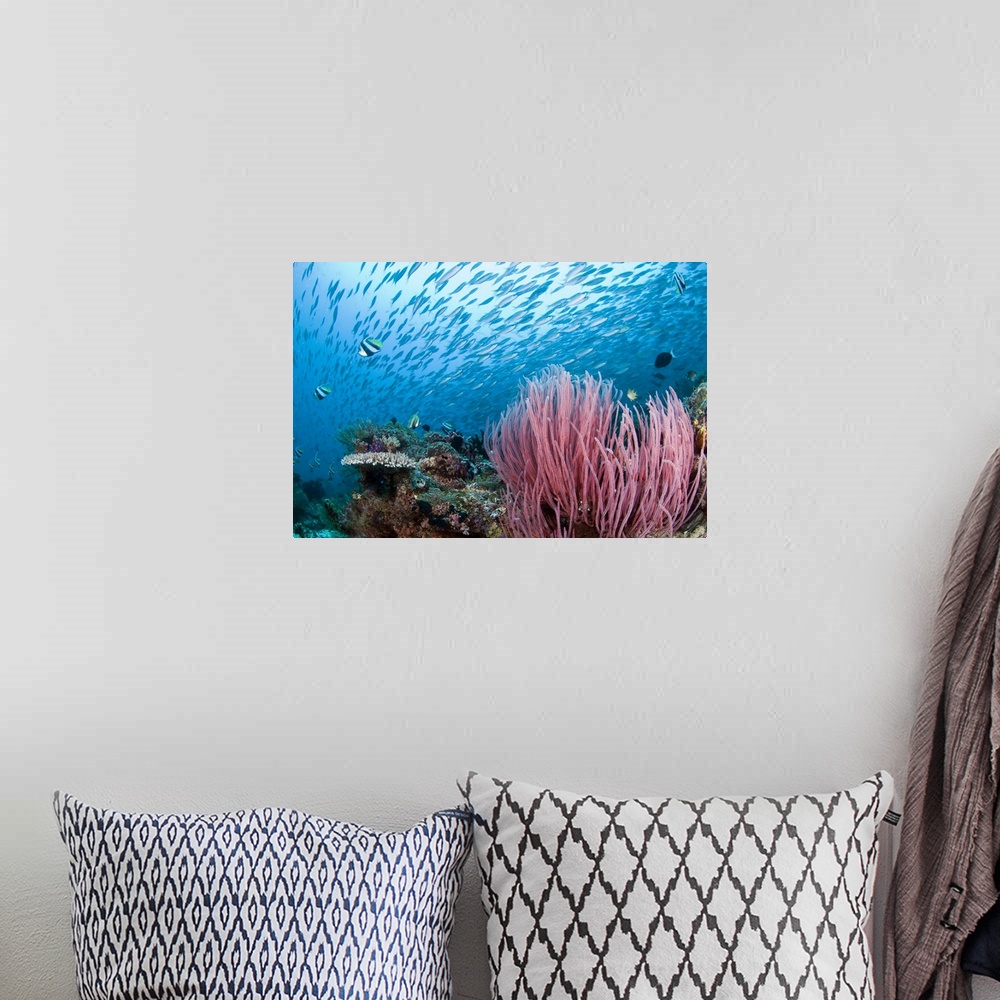 A bohemian room featuring Coral reef, Indonesia, Raja Ampat