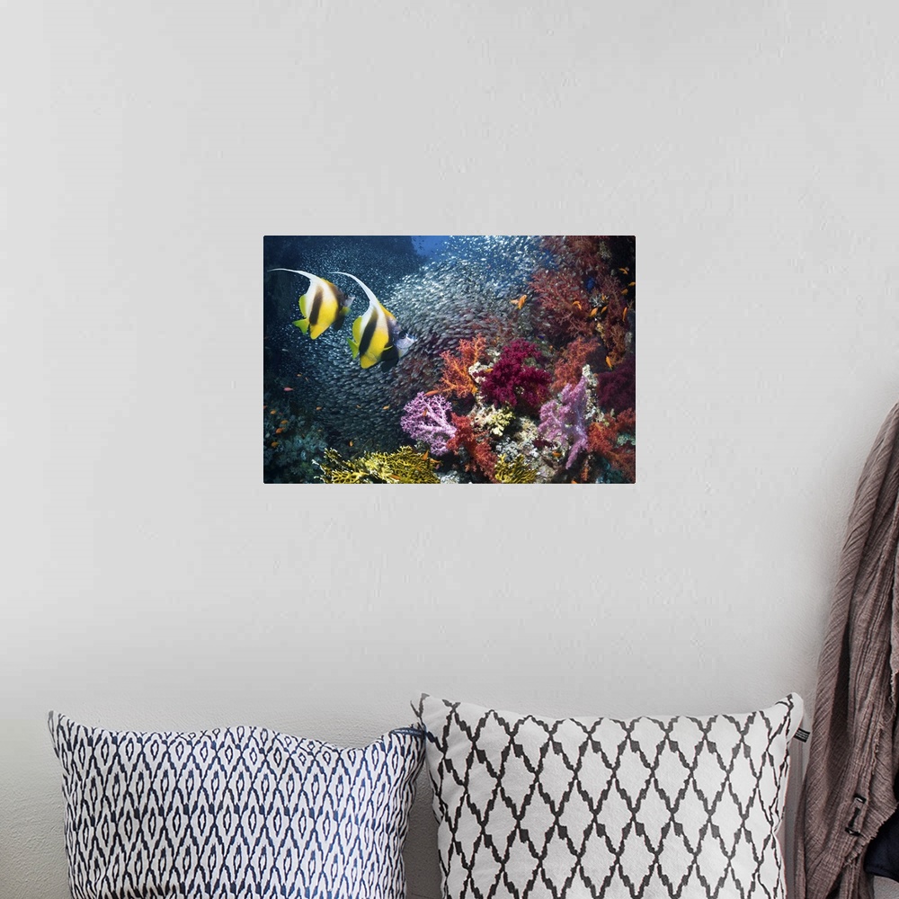 A bohemian room featuring Red Sea bannerfish (Heniochus intermedius) on coral reef with a school of Pygmy sweepers (Parapri...