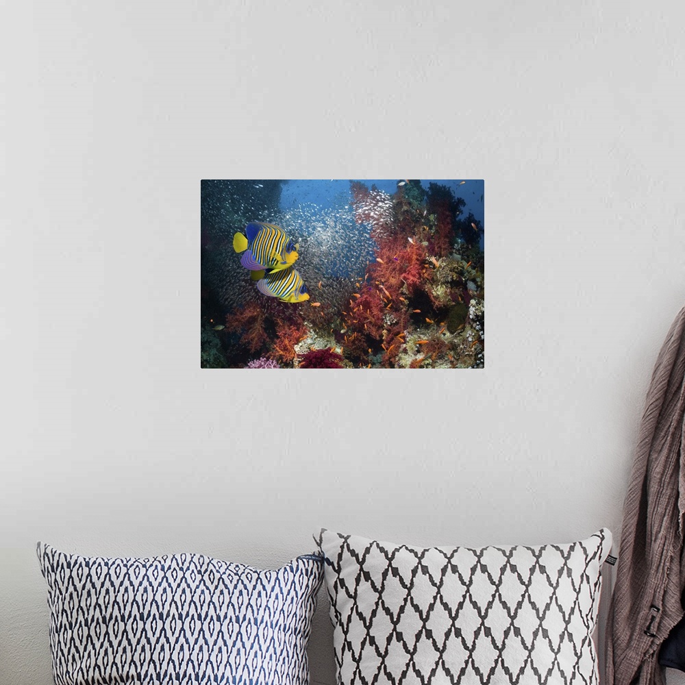 A bohemian room featuring Pair of Regal angelfish (Pomacanthus diacanthus) swimming over coral reef with a school of Pymy s...