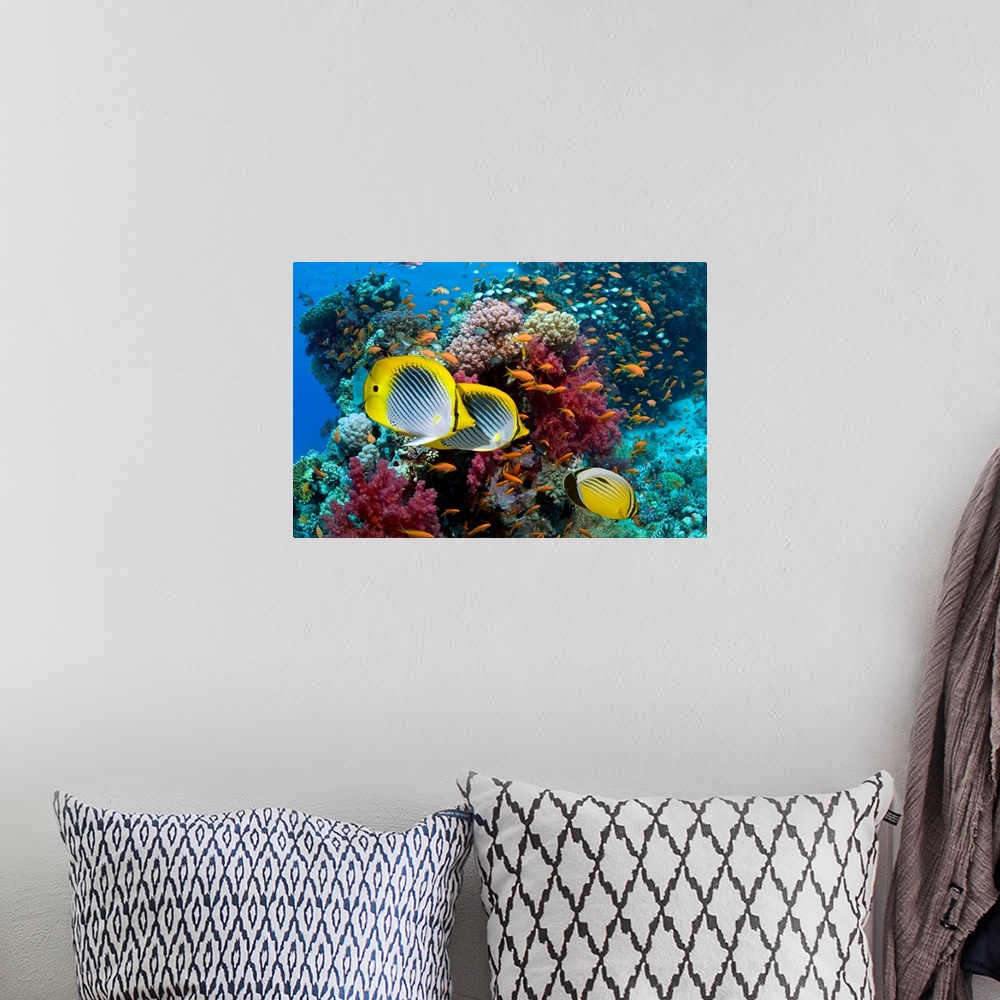 A bohemian room featuring A photograph taken under water with different types of fish swimming in front of multi colored co...