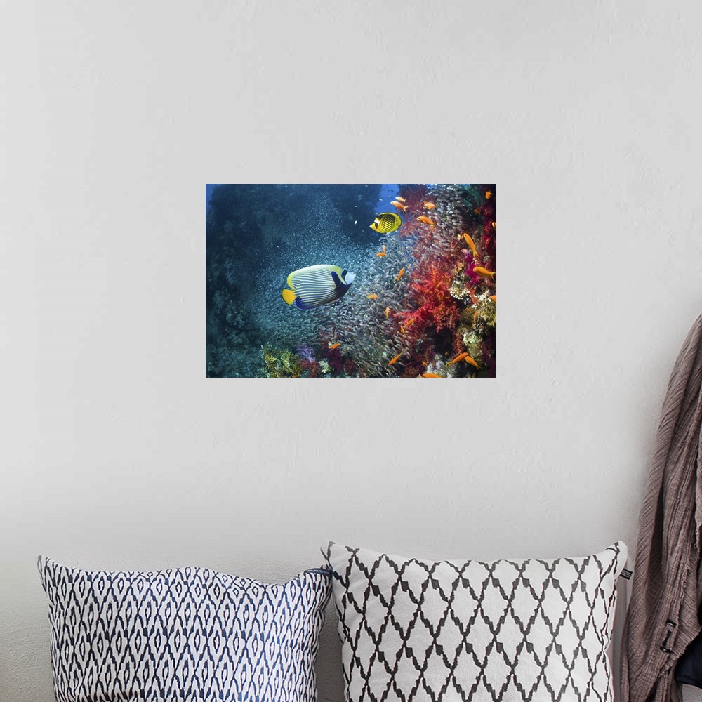 A bohemian room featuring Coral reef scenery with an Emperor angelfish (Pomacanthus imperator), a Red Sea racoon butterflyf...
