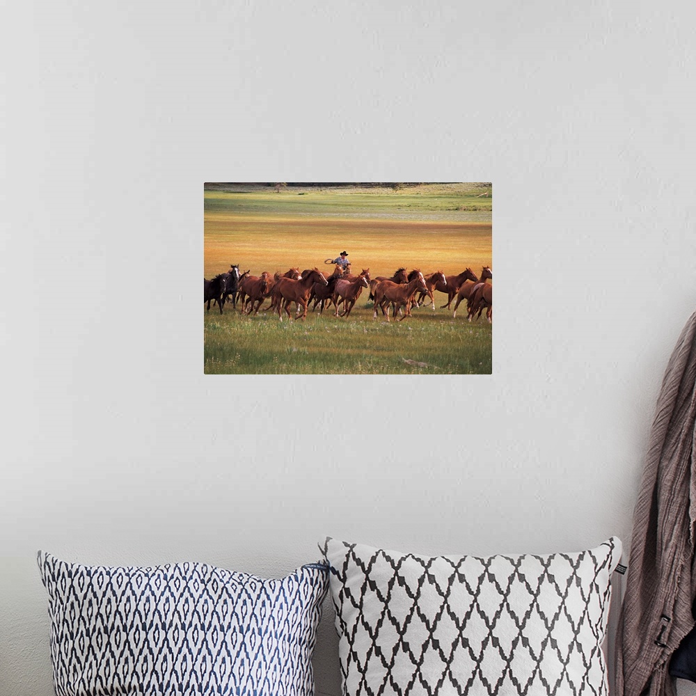 A bohemian room featuring A single cowboy is photographed as he herds a group of horses in an open field.