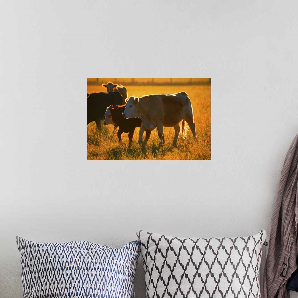 A bohemian room featuring Cows at pasture