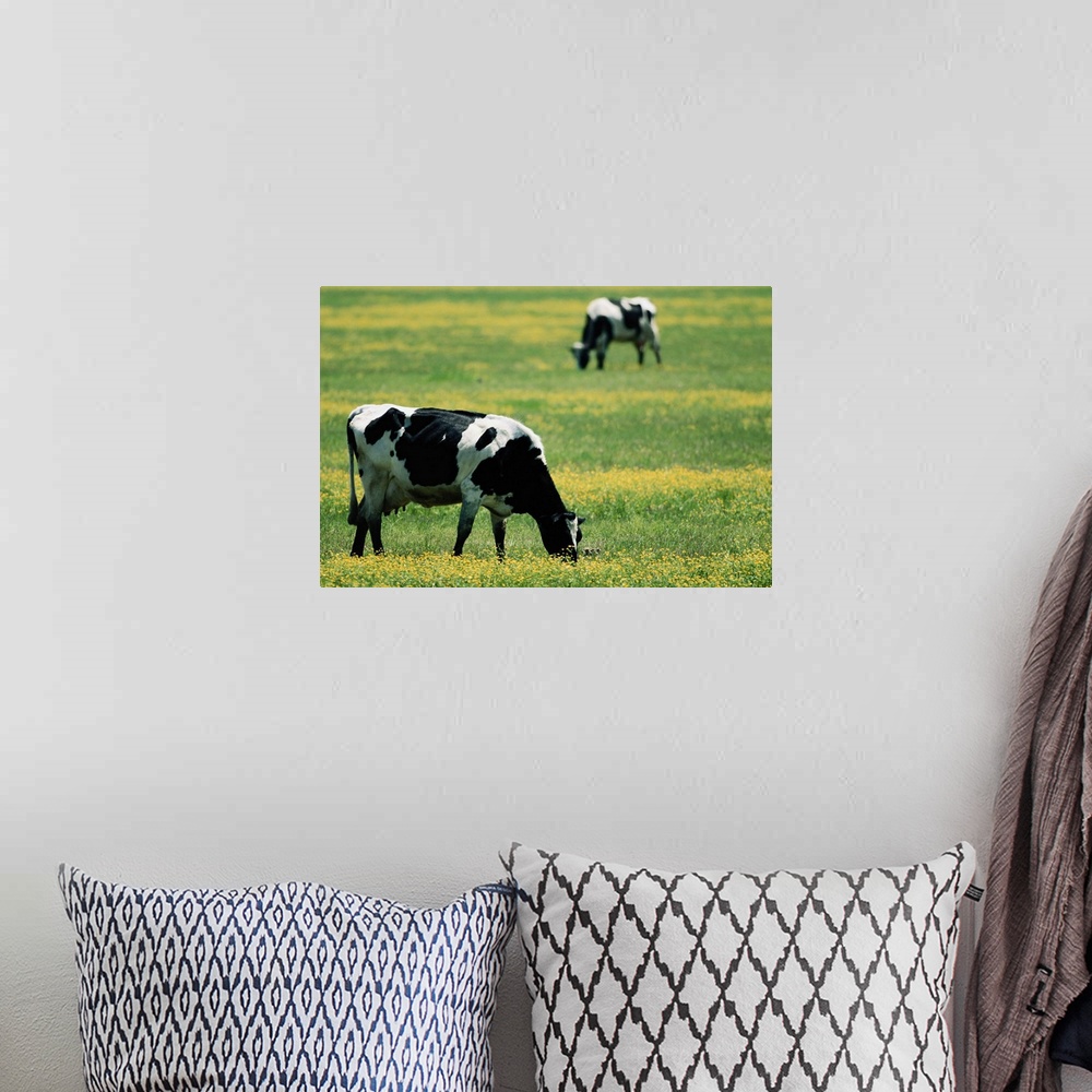 A bohemian room featuring Cows in a Field of Flowers