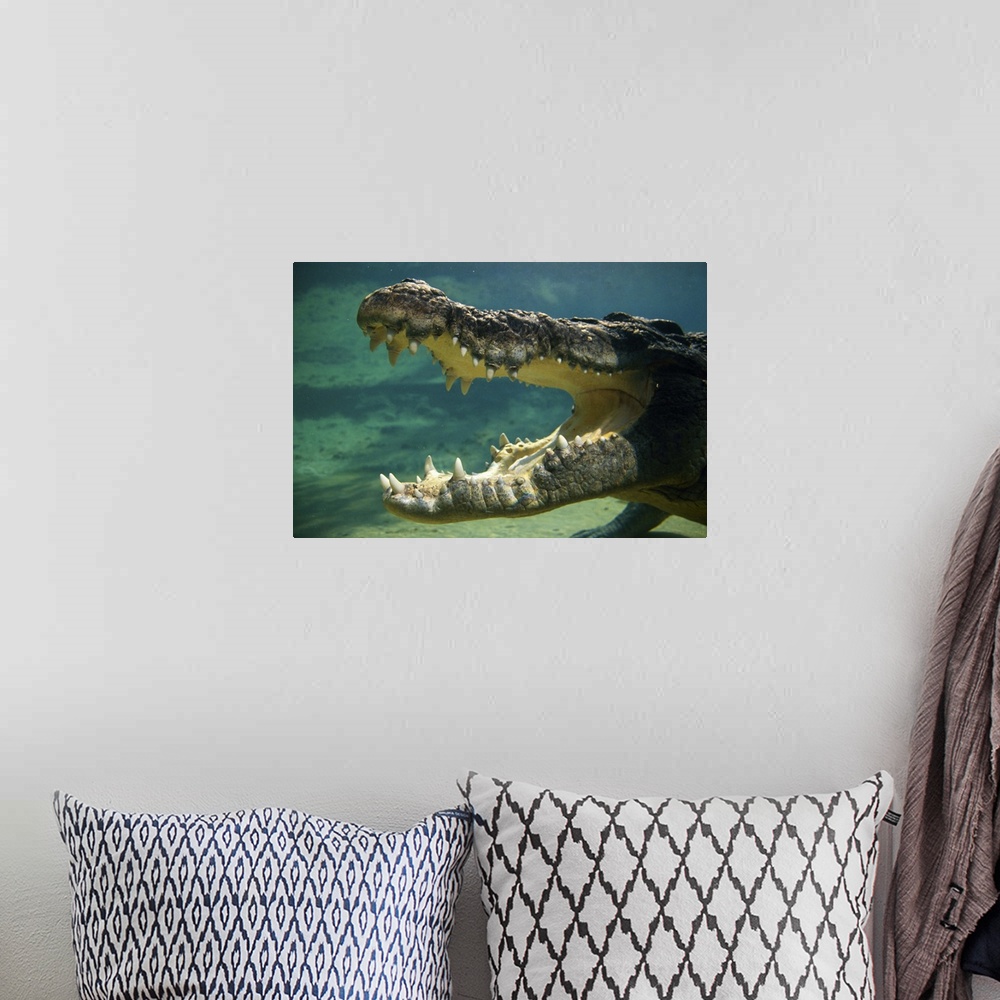 A bohemian room featuring Crocodiles open mouth