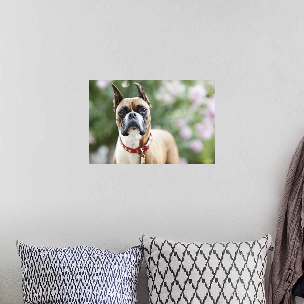 A bohemian room featuring Boxer, Outside, Flowers in Background, Selective Focus, Greenery, Pet