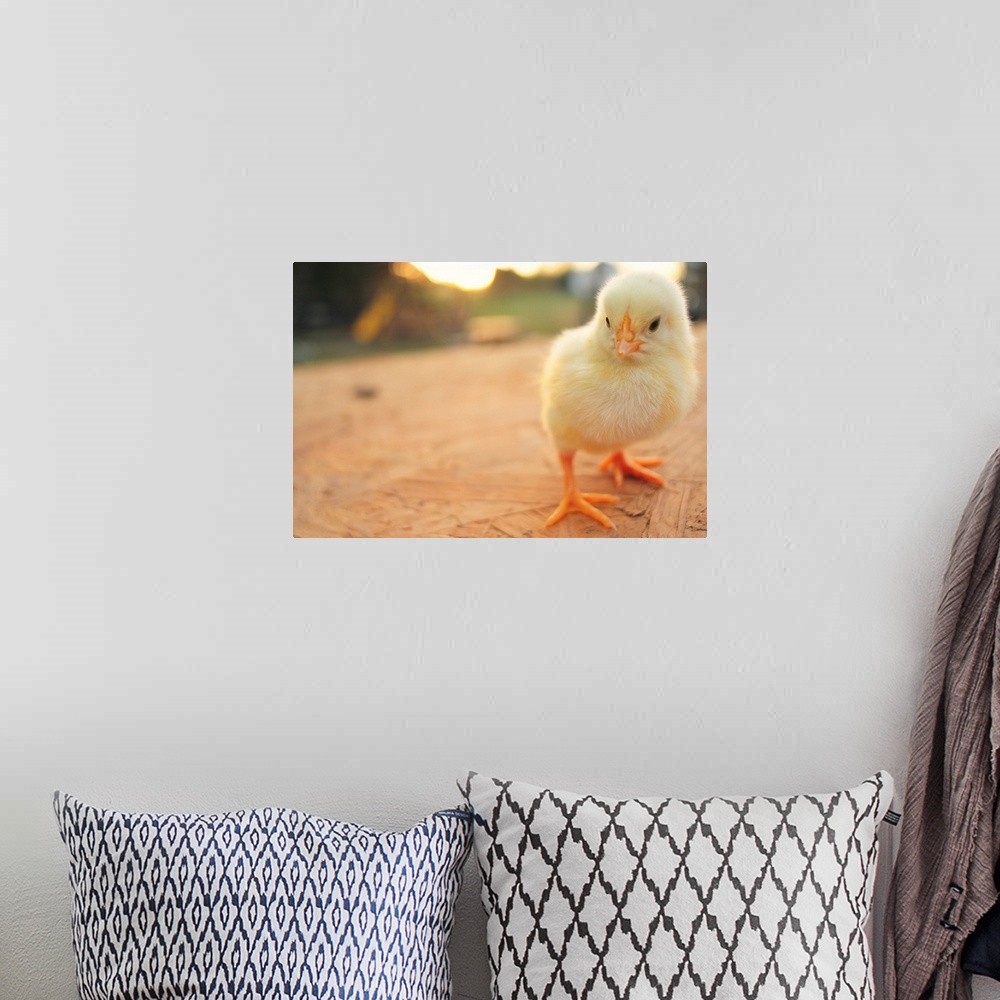 A bohemian room featuring Cute baby chicks.