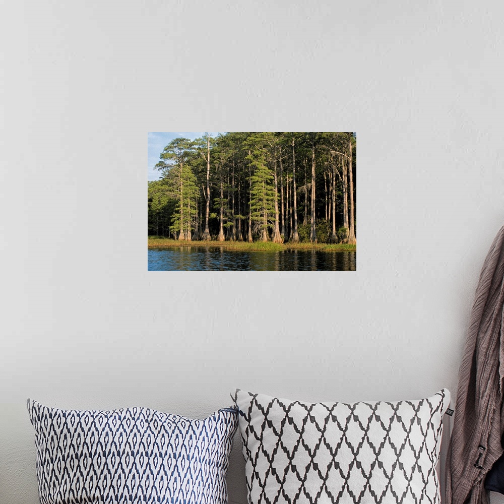 A bohemian room featuring Cypress trees in Lake Bradford Region , Tallahassee , Florida