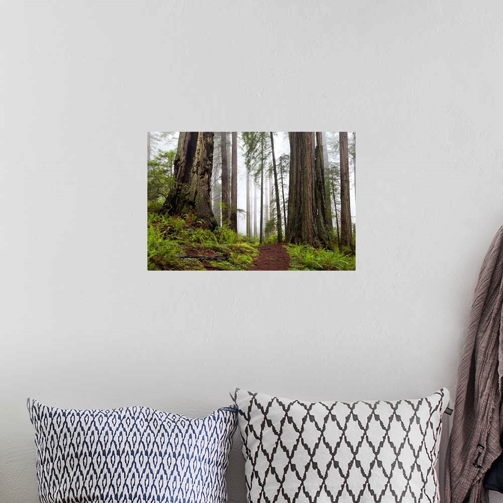 A bohemian room featuring Damnation trail in Del Norte Redwoods State Park, CA.