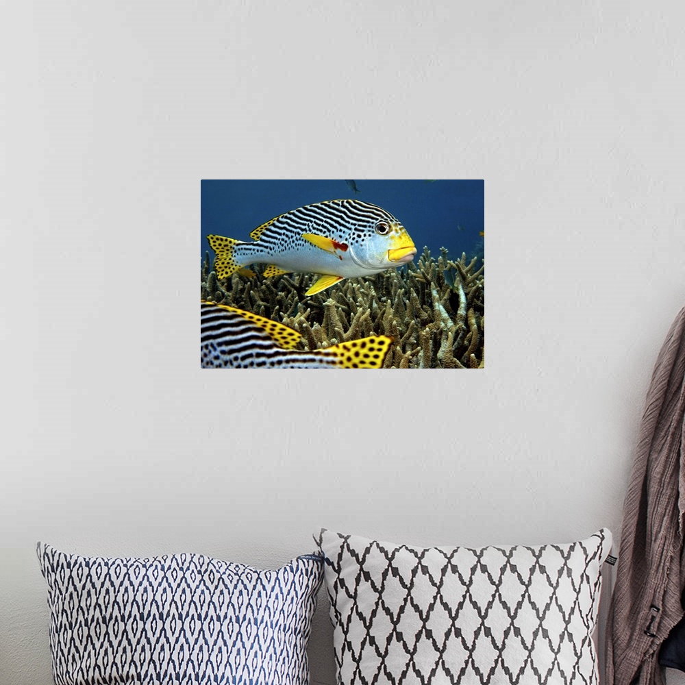 A bohemian room featuring Diagonal Banded Sweet Lips in Great Barrier Reef.