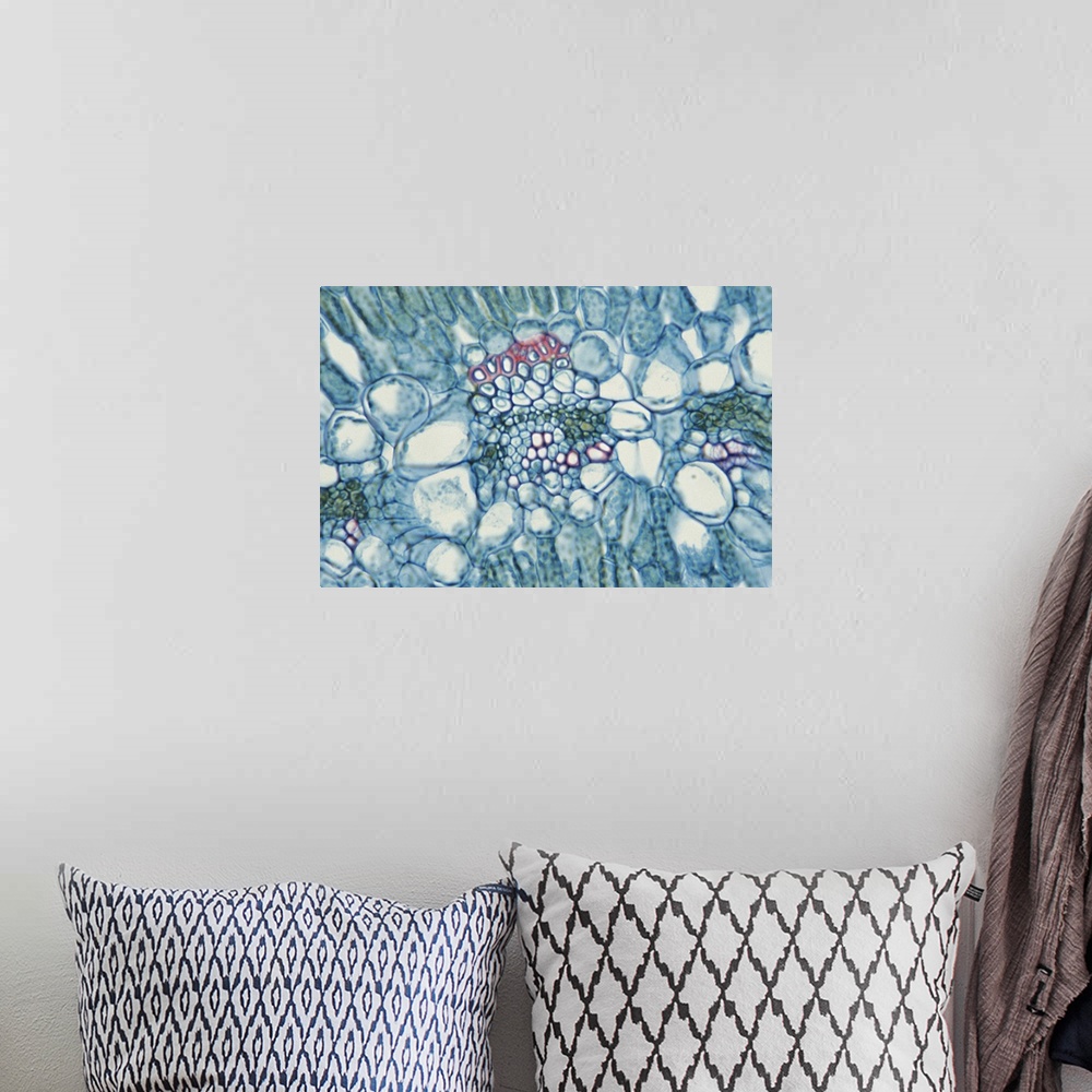 A bohemian room featuring Dianthus leaf or carnation magnified 400x